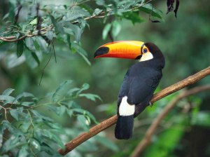 A toucan perched on a branch in Brazil.